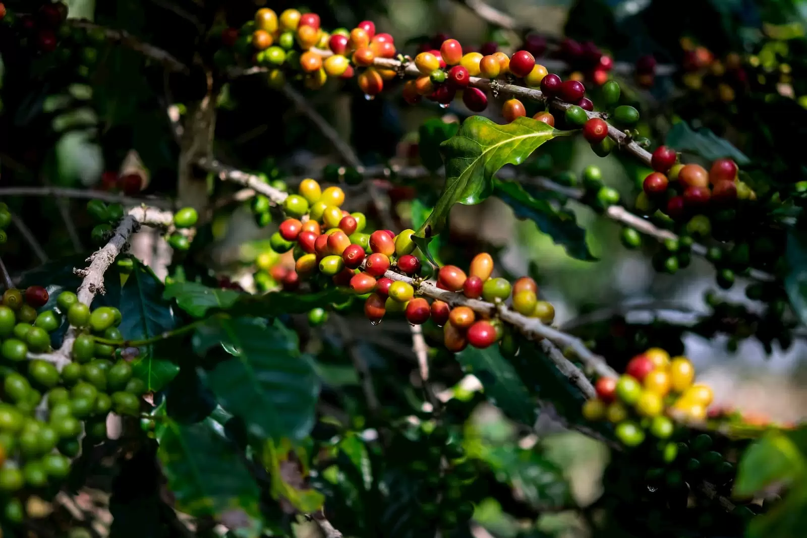 cafés prontos para colheita