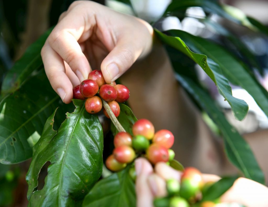 Café Arábica O que é, Características, Variedades e