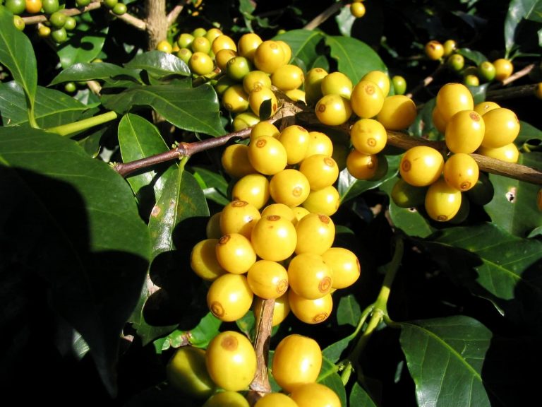 Café Bourbon O que é, História, Diferenças e suas